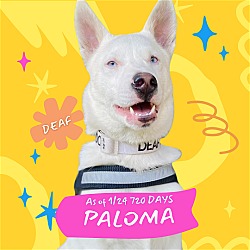 Thumbnail photo of Paloma #1