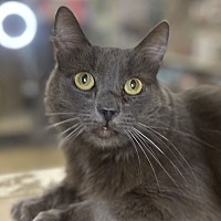adopt a pet