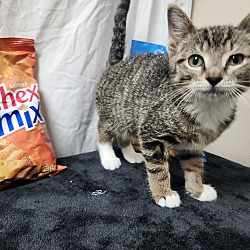 Thumbnail photo of Chex Mix #4