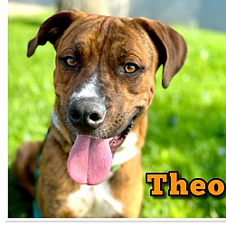 Thumbnail photo of Theo #1