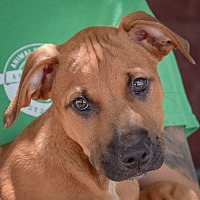 adopt a pet