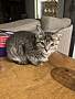 ABACUS - Domestic Shorthair available for adoption