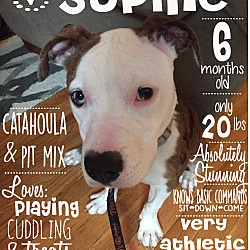 Thumbnail photo of Sophie #1