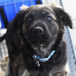 Thumbnail photo of Enzo-Adopted! #3