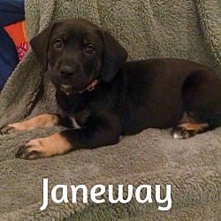 Thumbnail photo of Janeway #1