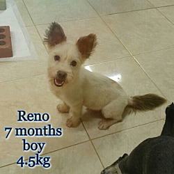 Thumbnail photo of Reno #4