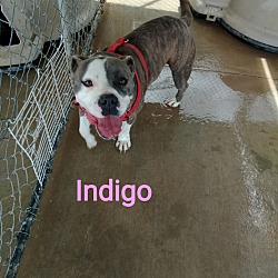 Thumbnail photo of Indigo #1