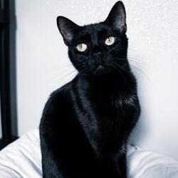 Photo of Blackie