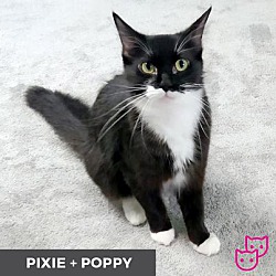 Thumbnail photo of Pixie (bonded with Poppy) #3