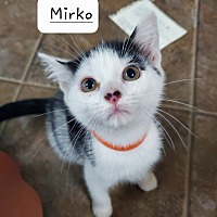 Photo of Mirko