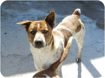akita cattle dog mix