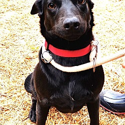 Photo of Ebony Jack Russel/Lab Mix 6 months old