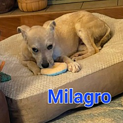 Thumbnail photo of MILAGRO #3