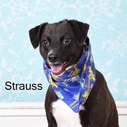 Thumbnail photo of Strauss #4