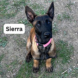 Thumbnail photo of Sierra #1