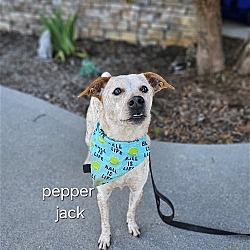 Thumbnail photo of Pepper Jack #3