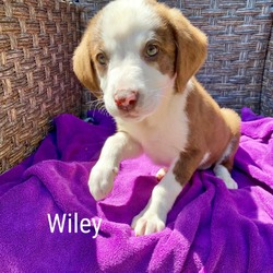 Thumbnail photo of Wiley #1