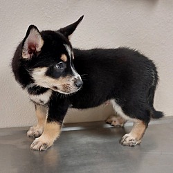 Photo of Husky puppy 5(Kenmore)