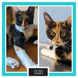 Thumbnail photo of Cleo #2