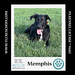 Photo of Memphis 062224