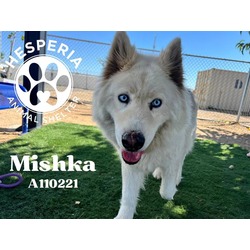 Photo of MISHKA