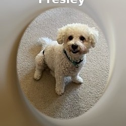 Photo of Presley - AZ