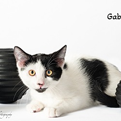 Thumbnail photo of Gabriel #1