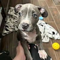 adopt a pet