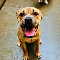 adopt a pet