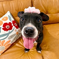 adopt a pet
