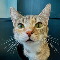 adopt-pet