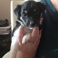 adopt-pet