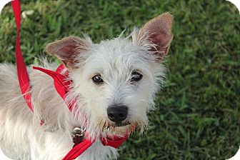 Los Angeles Ca Norfolk Terrier Meet Layla A Pet For Adoption