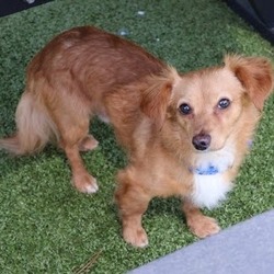 Calverton, NY - Papillon/Mixed Breed (Medium). Meet Paolo a Pet for ...