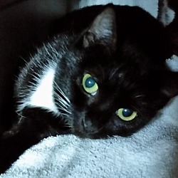 Photo of A Chiquita - BLIND CAT