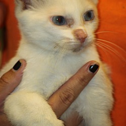 Thumbnail photo of Bo the White Cat **ADOPTED** #3