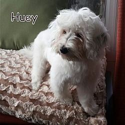 Thumbnail photo of Huey*Adopted #3