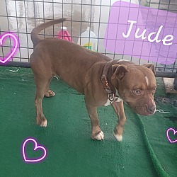 Photo of Jude