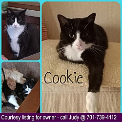 Photo of Cookie - COURTESY LISTING
