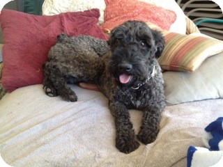 kerry blue terrier cross poodle