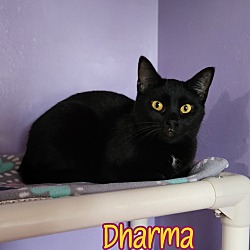 Thumbnail photo of Dharma #3