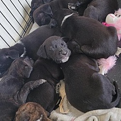Thumbnail photo of GSP puppies $$ #3