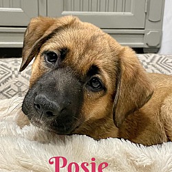 Thumbnail photo of POSIE #2