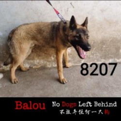 Photo of Balou 8207