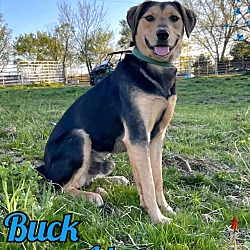 Thumbnail photo of Buck #1
