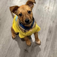 adopt a pet