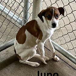 Photo of Juno