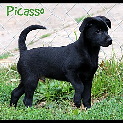 Thumbnail photo of Picasso #2