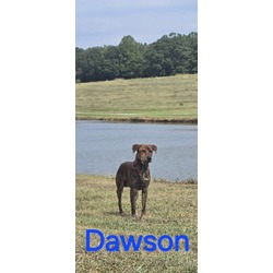 Thumbnail photo of Dawson #1