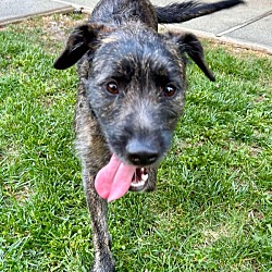 Novato, CA - American Pit Bull Terrier/Australian Cattle Dog. Meet ...